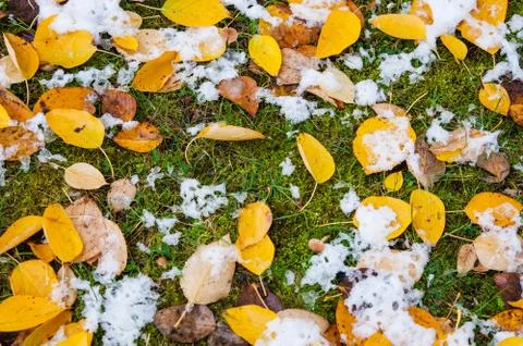 Fallen leaves Stock Photos