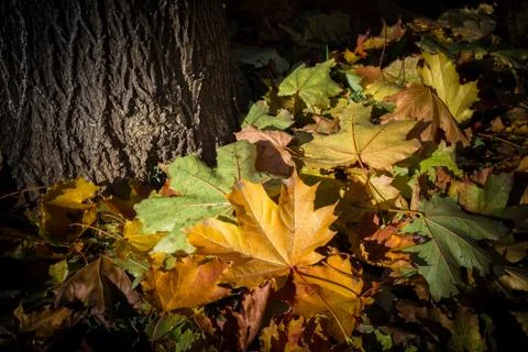 Fallen leaves Stock Photos
