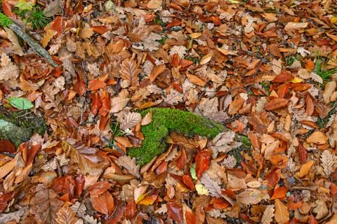 	Fallen leaves Stock Photos