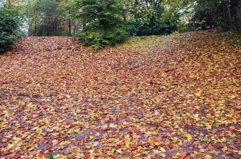Fallen leaves Stock Photos