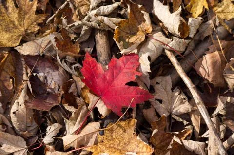 Fallen leaves Stock Photos