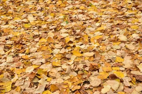 Fallen leaves Stock Photos