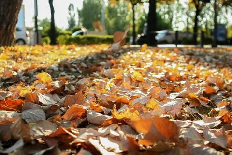 Fallen leaves 스톡 사진