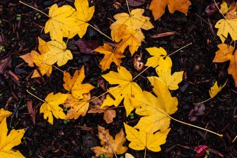 Fallen Leaves Stock Photos
