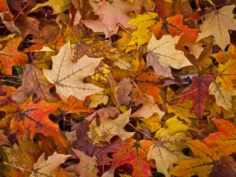 Fallen leaves Stock Photos