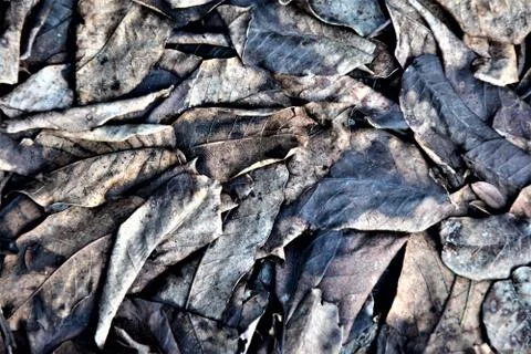 Fallen leaves Stock Photos