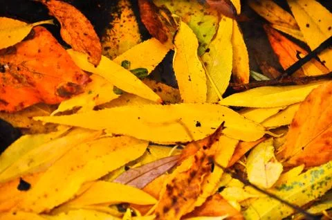 Fallen leaves. Stock Photos