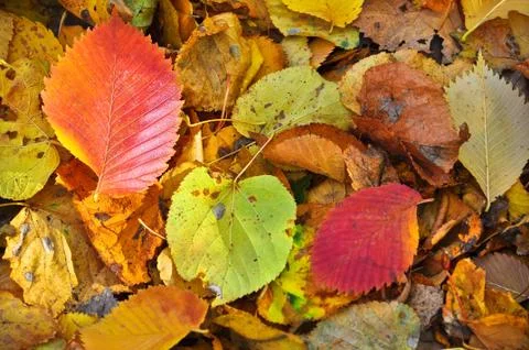 Fallen leaves. Stock Photos