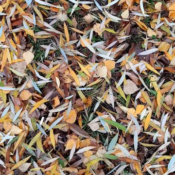 Fallen leaves Stock Photos