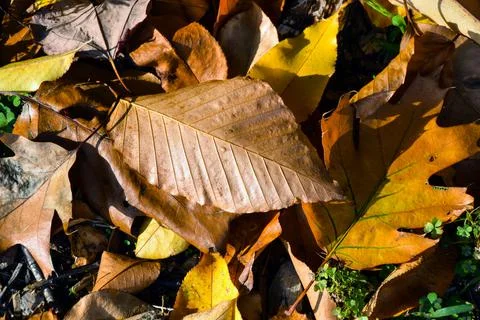 Fallen leaves Stock Photos