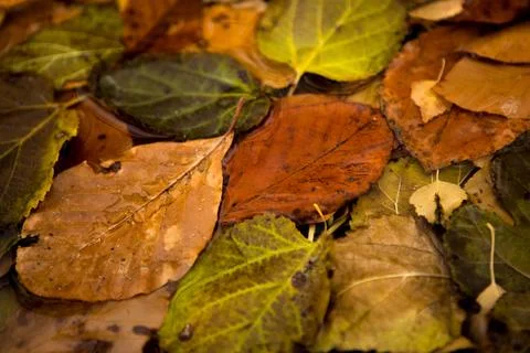 Fallen leaves Stock Photos