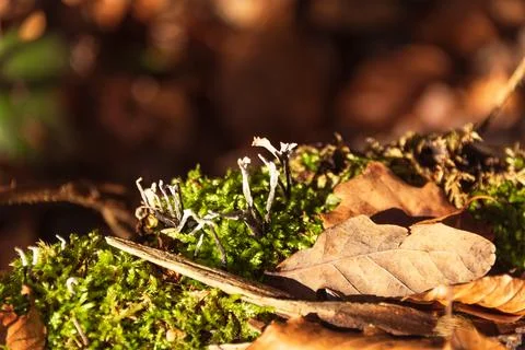 Fallen Leaves Stock Photos