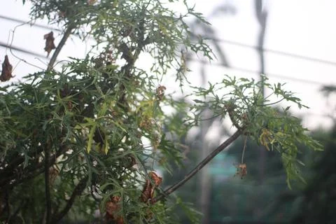 Fallen leaves Stock Photos
