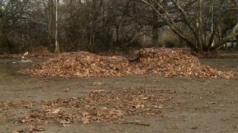 Fallen leaves pile Video stock 10678945