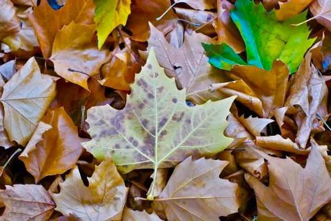 Fallen leaves of a plane tree on the ground in a golden autumn. Stock Photos