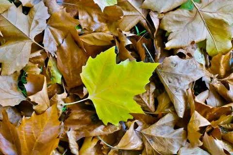 Fallen leaves of a plane tree on the ground in a golden autumn. Foto stock