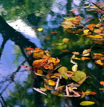Fallen leaves in pound with reflection Stock Photos