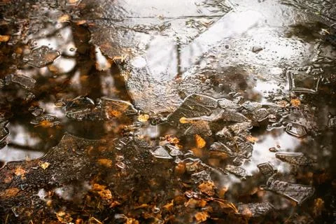 Fallen leaves in a puddle of ice Stock Photos