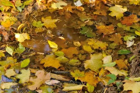 Fallen leaves in puddle Foto stock