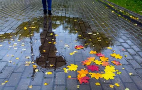 Fallen leaves in a puddle with a reflection of a man and an umbrella. Stock Photos