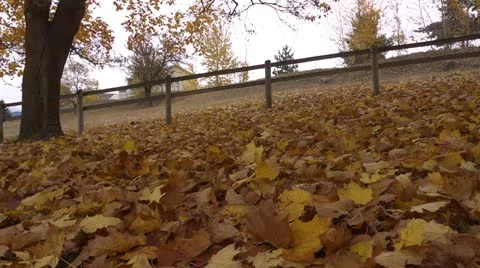 Fallen leaves R 01 by dwking Video stock 12491101