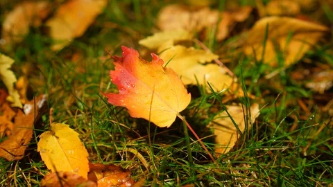 Fallen leaves with rain drops, night light change into darkness Stock Footage 97138601