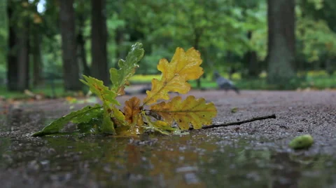 Fallen Leaves in the Rain Stock Footage 67611524