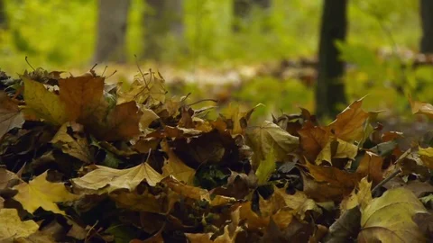 Fallen leaves rake into a pile, cleaning in the autumn park Stock Footage 82323108