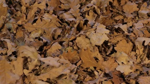 Fallen leaves rake up a rake opening a green background Stock Footage 69728438