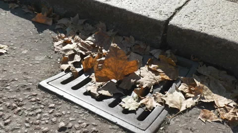 Fallen leaves on a road along the sidewalk. Stock Footage 161899245
