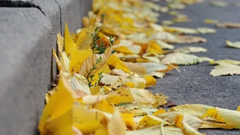 Fallen leaves on the road .The time of year is autumn, the autumn mood. Stock Footage 224523766