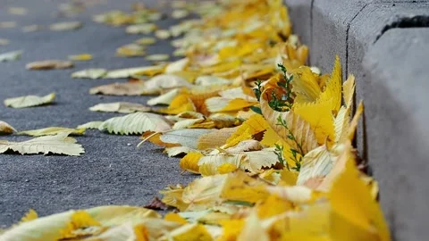Fallen leaves on the road .The time of year is autumn, the autumn mood. Stock Footage 224523767