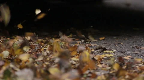 Fallen Leaves On The Roadside Video stock 45109698