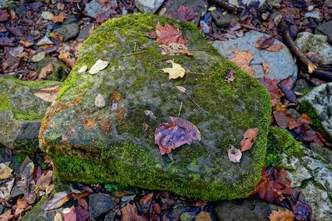 Fallen leaves on a rock Stock Photos