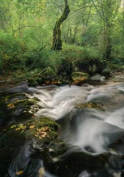 Fallen leaves on the rocks of a stream Stock Photos