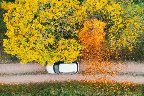 Fallen leaves on a rural road. A car parked under a beautiful tree. Drone photo Stock Photos