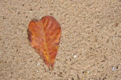 Fallen leaves on the sand Stock Photos