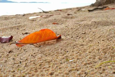 Fallen leaves on the sandy beach Stock Photos