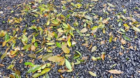 Fallen leaves scattered on wet forest path Stock Footage 335430592