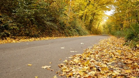 Fallen leaves on the side of the road. Light wind blowing on a sunny autumn day Video stock 118396829