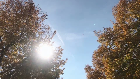 Fallen Leaves in Slow Motion 스톡 동영상 100587112