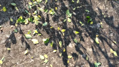Fallen leaves of a small tree Stock Footage 156312159