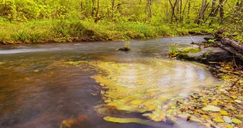 Fallen leaves spinning in the river stream, a whirlpool of yellow leaves. Autumn Stock Footage 165119191