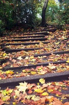 Fallen leaves on steps Stock Photos