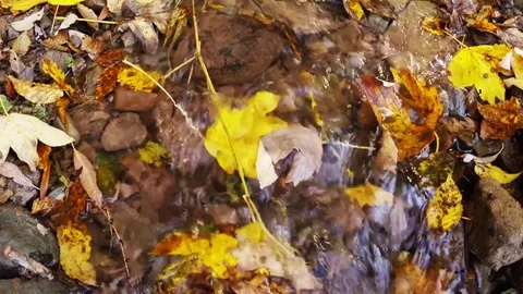 Fallen leaves in stream. Directly Above. Stock Footage 81252838