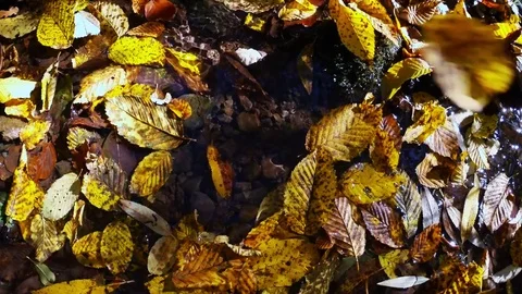Fallen leaves in stream. Directly Above. Stock Footage 81253193