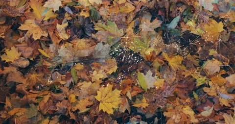 Fallen leaves in the stream 스톡 동영상 218621944