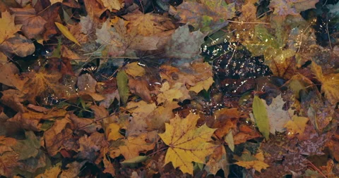 Fallen leaves in the stream 스톡 동영상 218621946