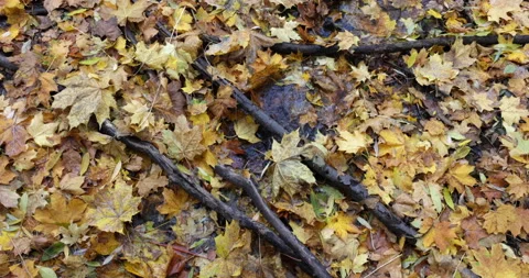 Fallen leaves in the stream 스톡 동영상 218623089