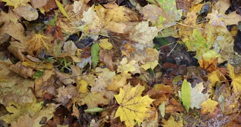 Fallen leaves in the stream 库存影片 218623114